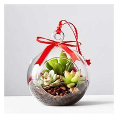 a glass ornament with succulents in it