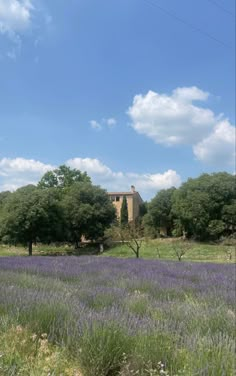 a field full of purple flowers under a blue sky