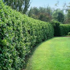 a hedge lined path in the middle of a garden