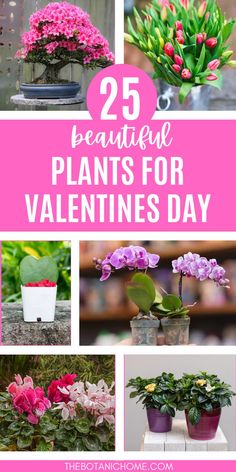 A curated mix of indoor house plants, including plants with pink flowers, for creative Valentine projects and decor ideas.