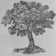 an ink drawing of a tree with roots