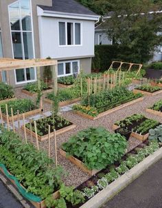 an outdoor garden with lots of plants growing in it