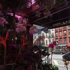 purple flowers are growing in front of a building on a city street with cars passing by