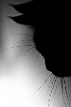 a black and white photo of a cat's face with the sun shining behind it