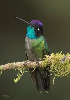 a colorful bird sitting on top of a tree branch with moss growing all over it