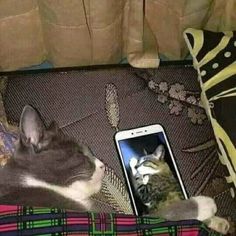 a cat laying on top of a couch next to a cell phone with a kitten in it