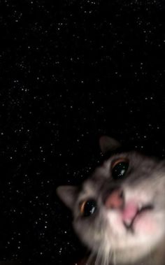 a cat looking up at the stars in the night sky with its eyes wide open