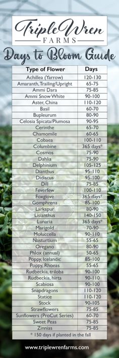 the top ten days to bloom guide for plants and flowers in an indoor greenhouse with text overlay