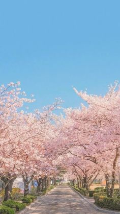 the road is lined with pink flowers and trees