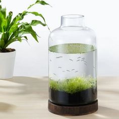 a plant in a glass vase on a table next to a container with grass inside