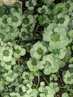 small green plants growing in the ground next to some dirt and grass with a tag on it