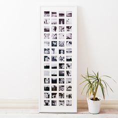 a potted plant sitting next to a white framed photo