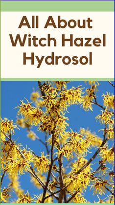 Witch hazel hydrosol is a natural liquid extracted from the witch hazel plant Unlike other witch hazel products, such as toners or extracts, hydrosol is obtained through the distillation process of the plant's leaves, bark, and twigs. This method preserves the plant's beneficial properties, making witch hazel hydrosol a versatile skincare ingredient. Check out full article for a DIY Body Mist for Bacne (Back Acne): Diy Body Mist, Witch Hazel Benefits, Witch Hazel Plant, Hazel Plant, What Is Witch Hazel, Benefits Of Witch Hazel, Witch Hazel Uses, Green Roots, Witch Hazel For Skin