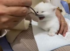 a person feeding a small white kitten with a spoon