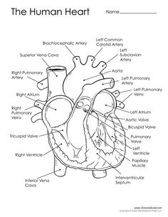 the human heart with labels on it