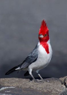 a red and white bird standing on top of a rock