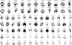 an animal's footprints are shown in black and white, with the names below them