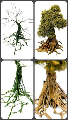 four pictures of different types of trees with roots