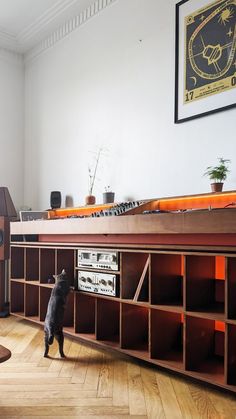 a cat standing on top of a hard wood floor next to a book shelf filled with books