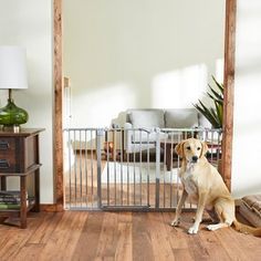 a dog sitting in front of a gated area with a couch and table next to it