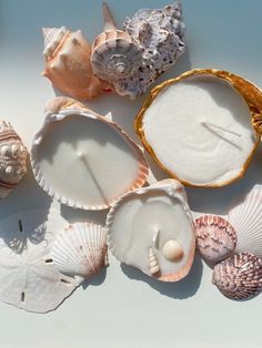 several seashells are arranged on a white surface