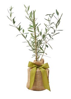 an olive tree in a burlocked vase with a bow tied around it