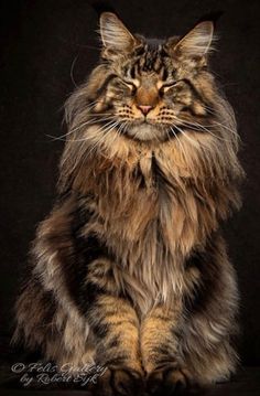 a long haired cat sitting down with its eyes closed