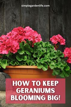 pink geraniums in a pot with the words how to keep geraniums blooming big