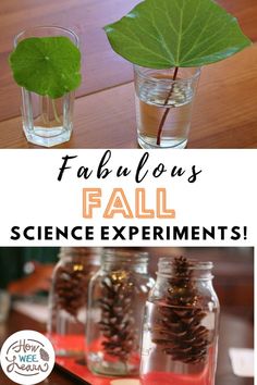 some pine cones and leaves in glass jars with text overlay that says fabulous fall science experiments