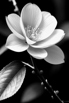 a black and white photo of a flower