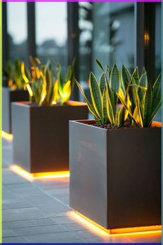 three square planters with plants in them lit up by the sun's rays