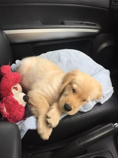 a puppy sleeping in the back seat of a car with a stuffed animal on it