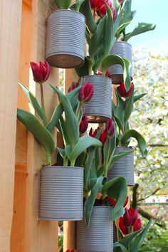 red tulips are growing in tin cans on a fence