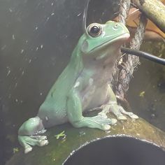 a green frog sitting on top of a tree branch next to a metal bowl filled with water