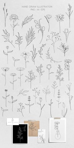 various flowers and plants drawn in ink on paper