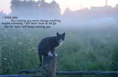 a black and white cat sitting on top of a wooden post in the grass next to a fence