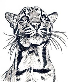 a black and white drawing of a tiger