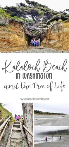 the beach with steps leading up to it and text overlay that reads kelpool beach in washington and the tree of life