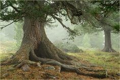 a large tree that is in the middle of some grass and trees with its roots sticking out