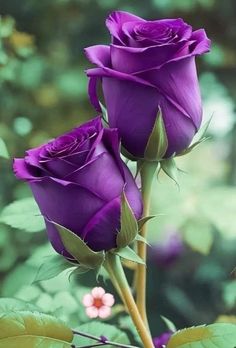 two purple roses with green leaves and pink flowers