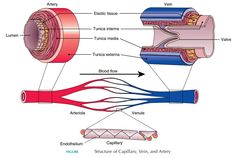 diagram of the structure of an electric motor and its parts labeled in red, blue, and yellow