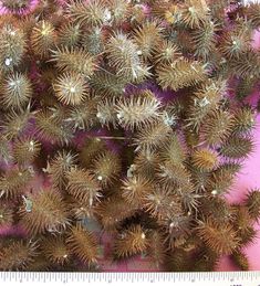 a large group of sea urchins sitting on top of a pink surface next to a ruler