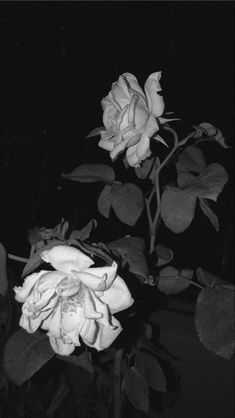 a black and white photo of two roses