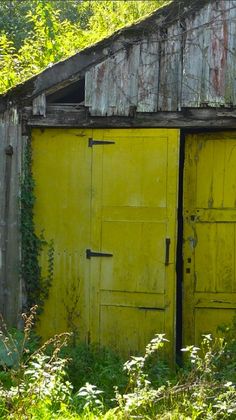 an old barn with two yellow doors and overgrown vegetation in the foreground, on a sunny day