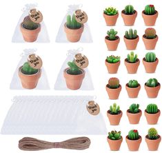 small cactus plants in clay pots with tags on them