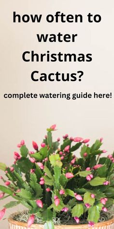 a potted plant with pink flowers in it and the words how often to water christmas cactus?