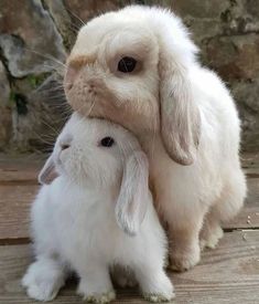 two white rabbits sitting next to each other