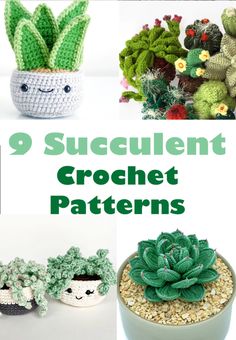 crochet succulents and cactuses are featured in this collage