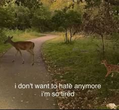 a deer walking down a road next to a forest