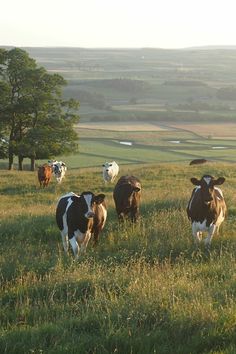 several cows are grazing in a field with trees